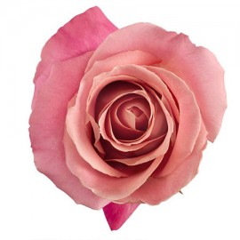Роза «Hermosa» 