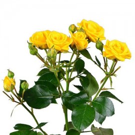 Роза кустовая жёлтая