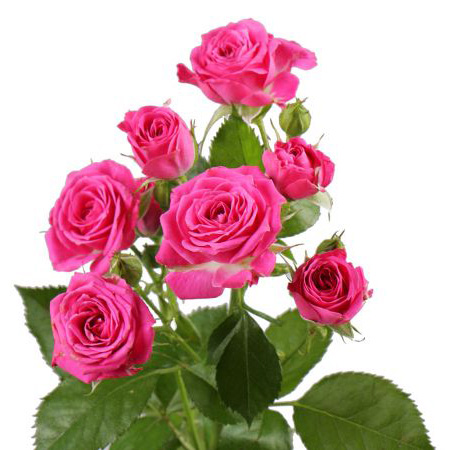 Роза кустовая ярко-розовая