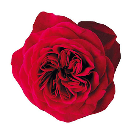 Роза садовая «David Austin Darcey»