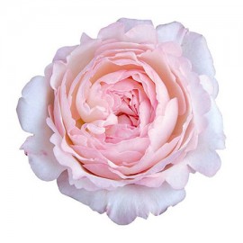 Роза садовая «David Austin Keira»