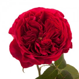 Роза садовая «David Austin Tess»