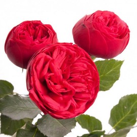 Роза кустовая садовая красная