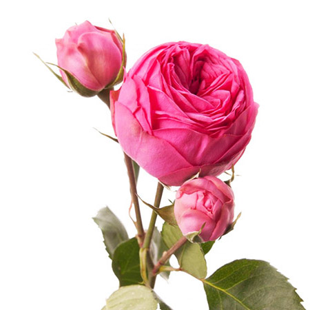 Роза кустовая садовая розовая