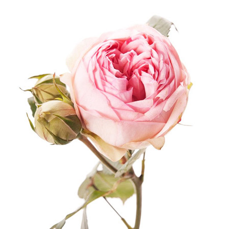 Роза кустовая садовая светло-розовая