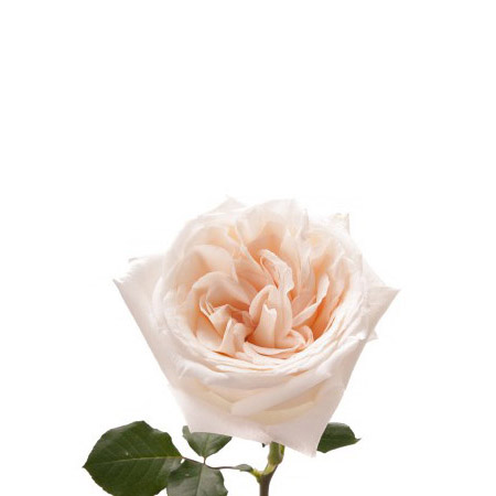 Роза садовая «White O'Hara»
