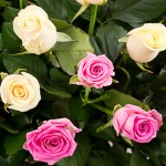 125 белых и розовых роз